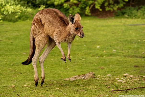 kangaroo hopping