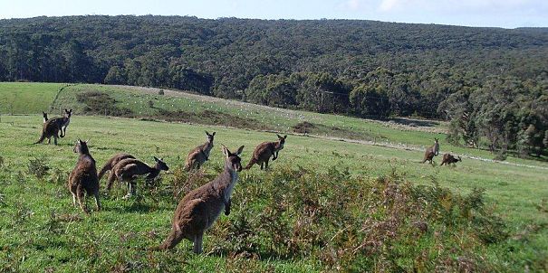 grey kangaroo mob