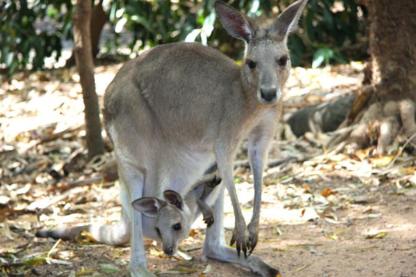 kangaroo mother and joey