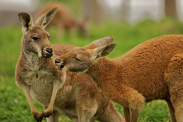red kangaroos