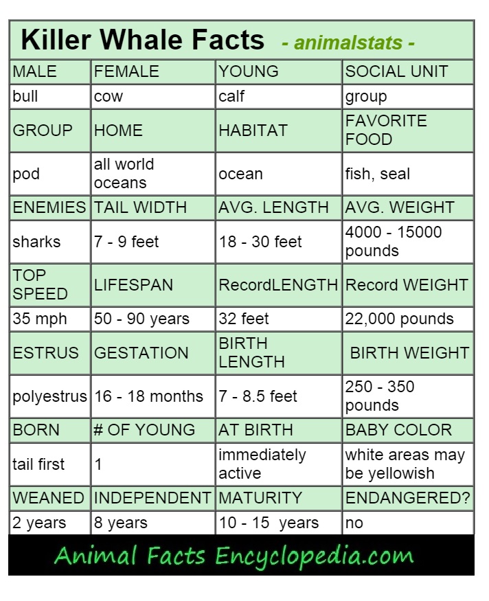 killer whale animal stats