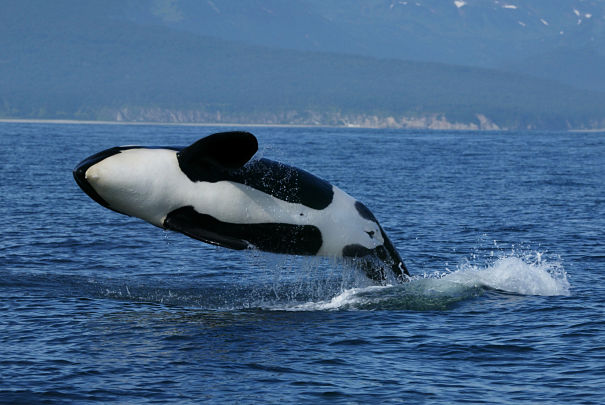 orca breaching