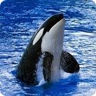 killer whale facts