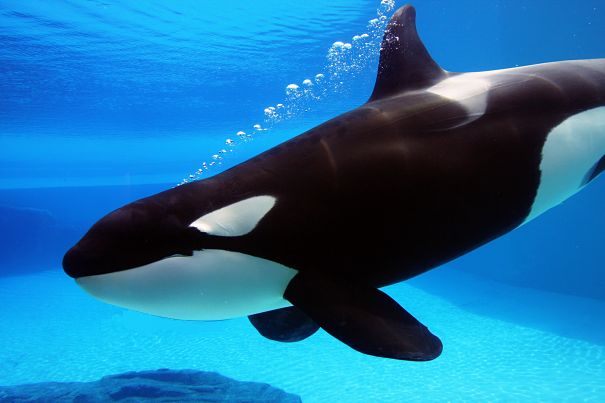 orca underwater