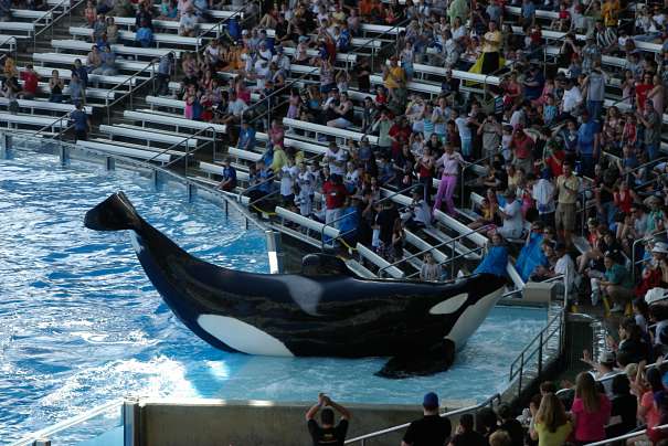 Tillikum at Seaworld