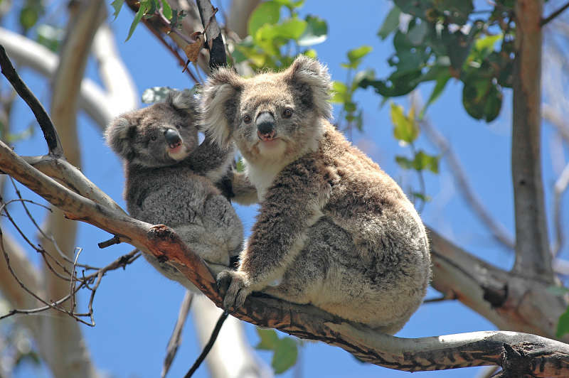 koala mother and baby