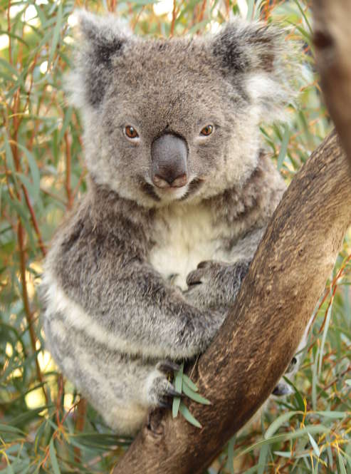 koala bear portrait