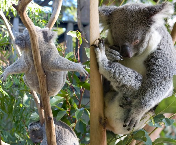 koalas napping