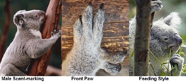 koala foot closeup