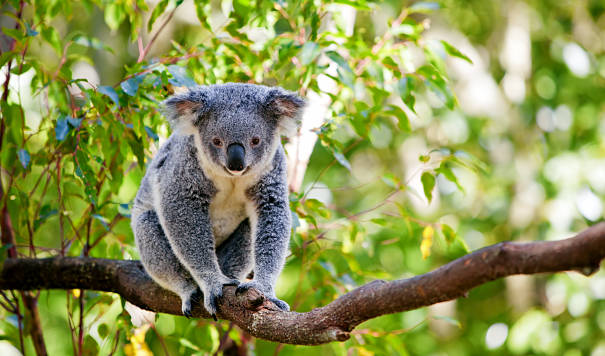 koala bear in tree