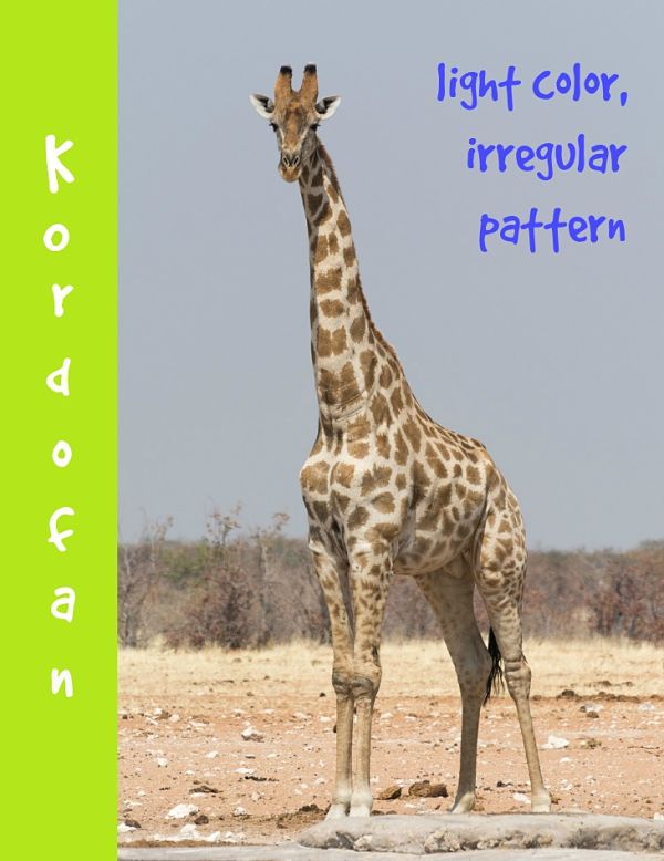 kordofan giraffe description