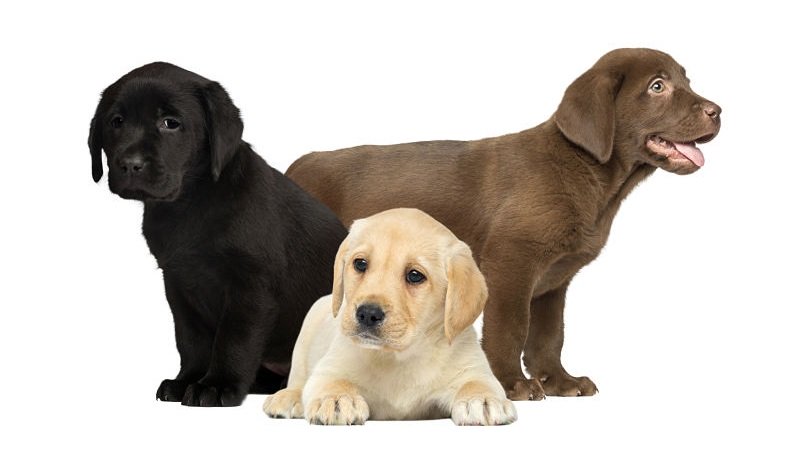 labrador puppies