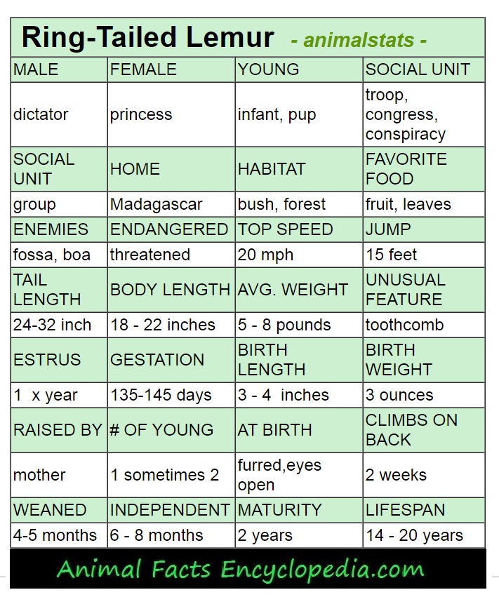 lemur animal stats