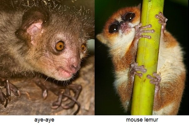 lemur aye aye