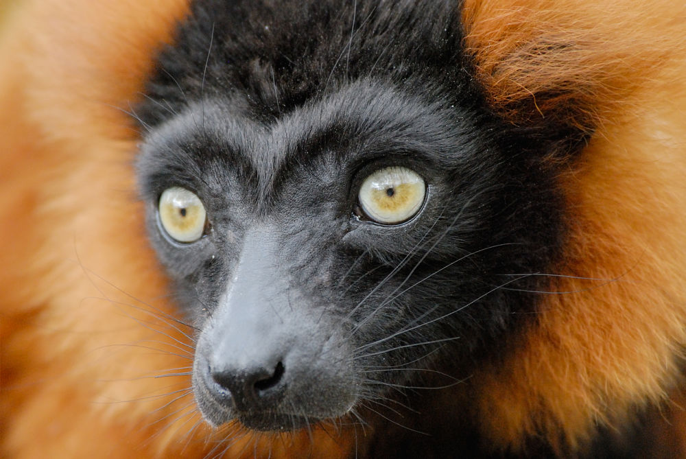 red-ruffed lemur