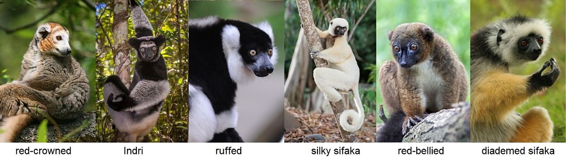 lemur species