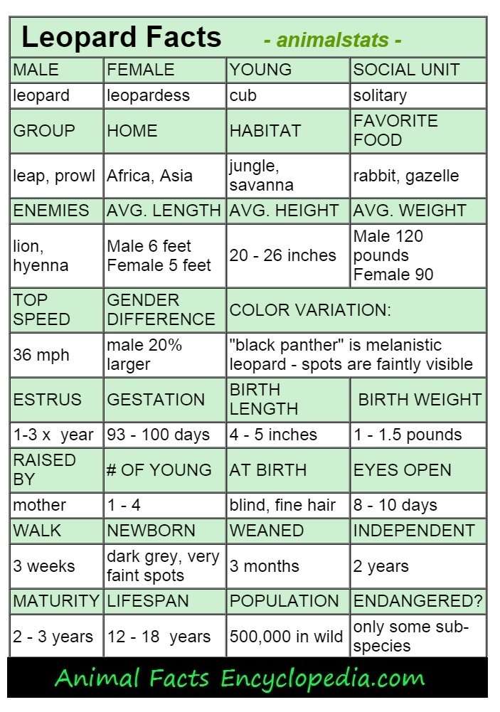 leopard animal stats