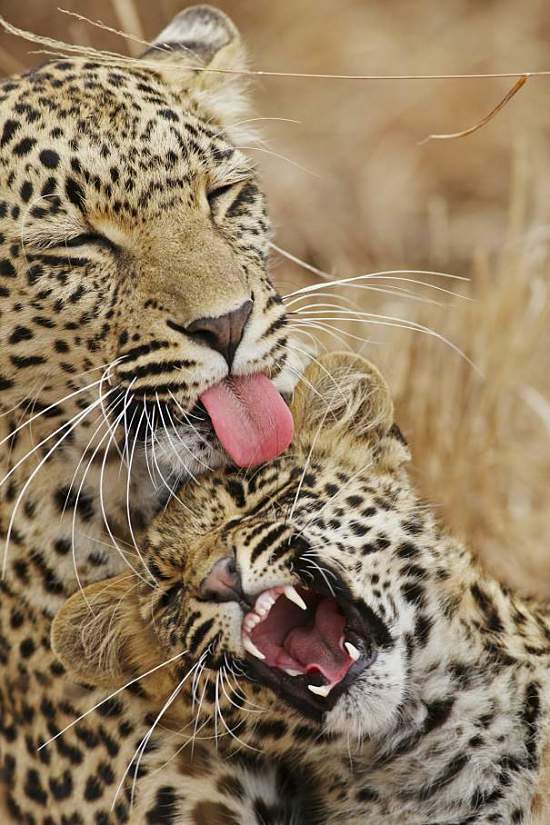 leopard mother and baby