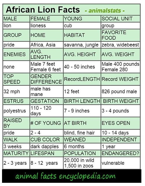 African lion animal stats