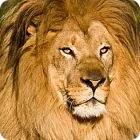 African lion facts