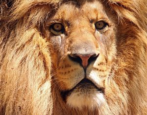 Africa's Big Five - Animal Facts Encyclopedia