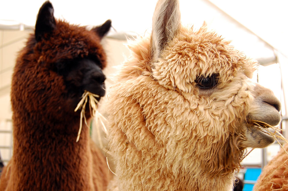 alpacas closeup