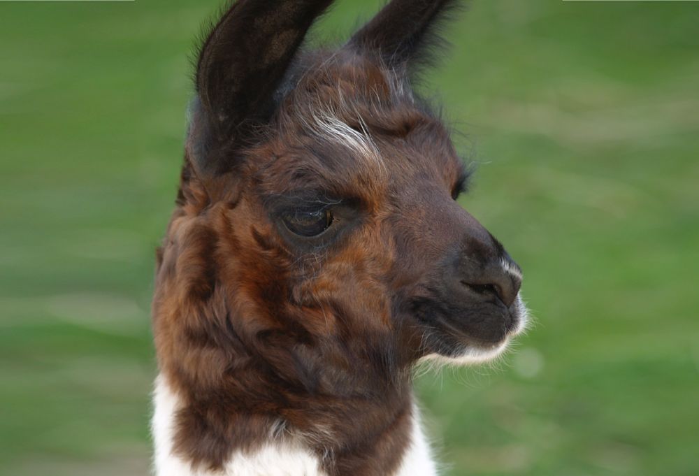 a baby llama is called a cria