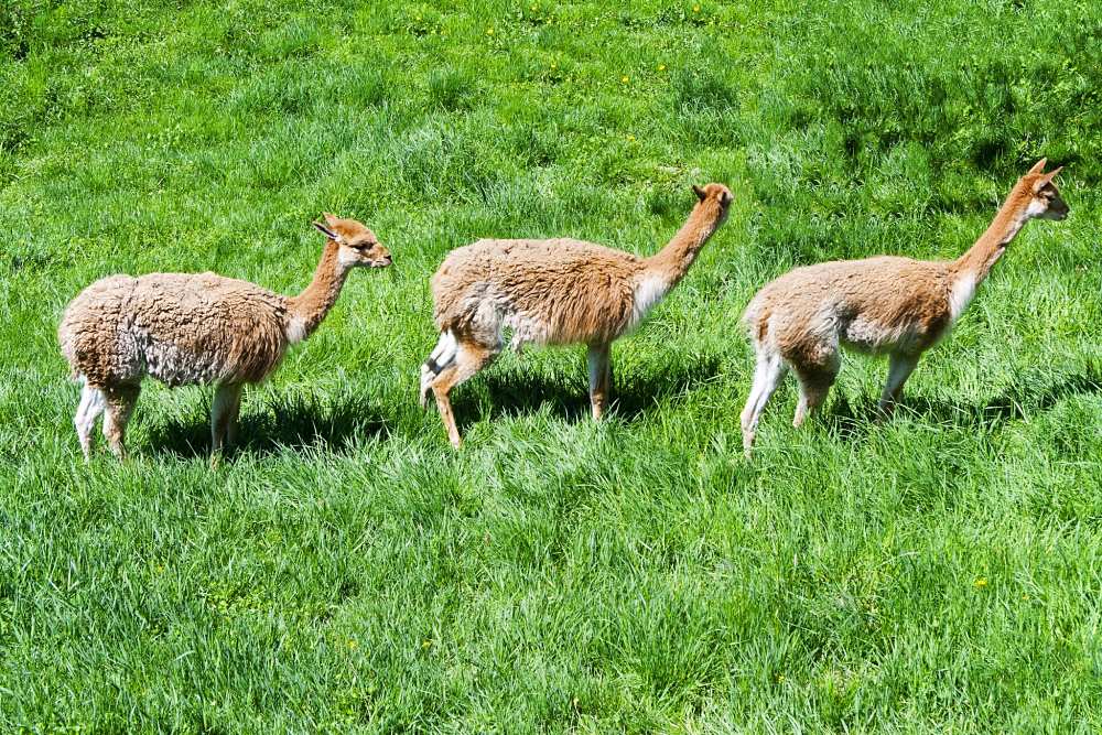 wild guanaco in the Andes mountains