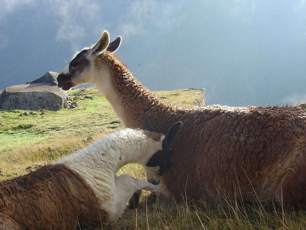 llama mother and shy cria