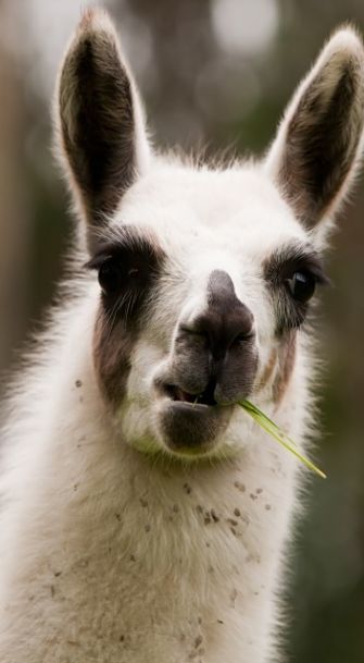 Llama Portrait