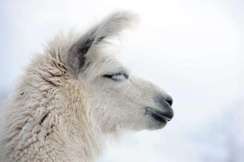 beautiful white llama