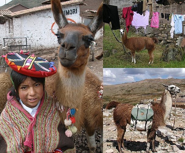 llama in the Andes