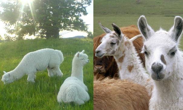 alpacas and llamas
