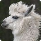 llama facts