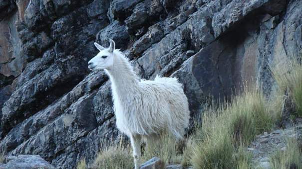 llama on a mountain