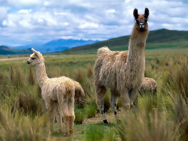 llama mother and cria
