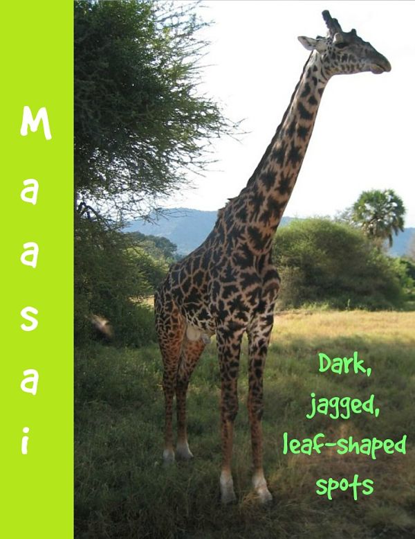 maasai giraffe description