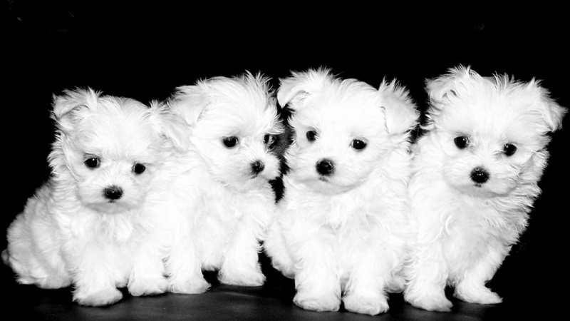 Maltese puppies