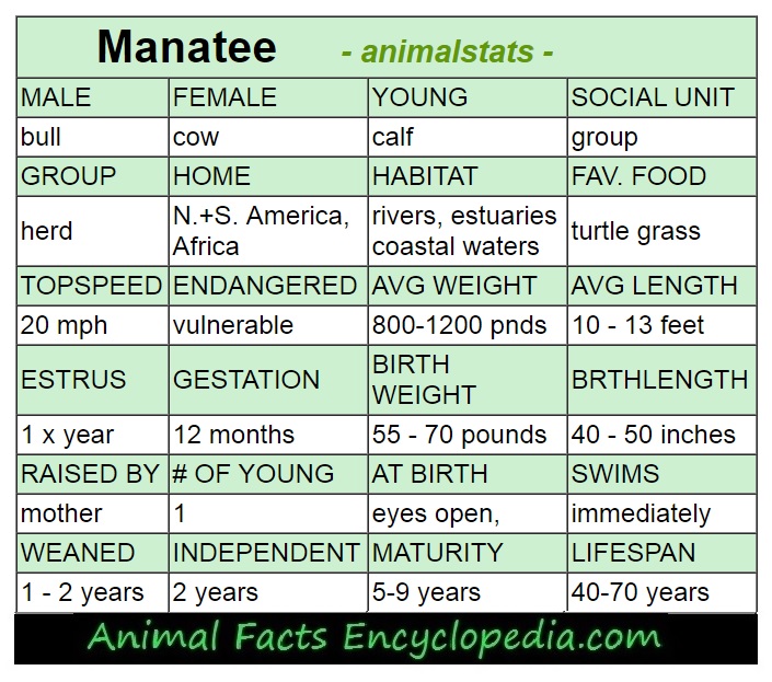 llama animal stats