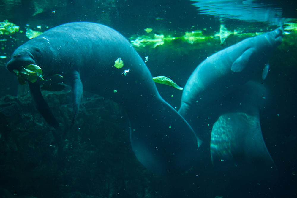 manatee buffet