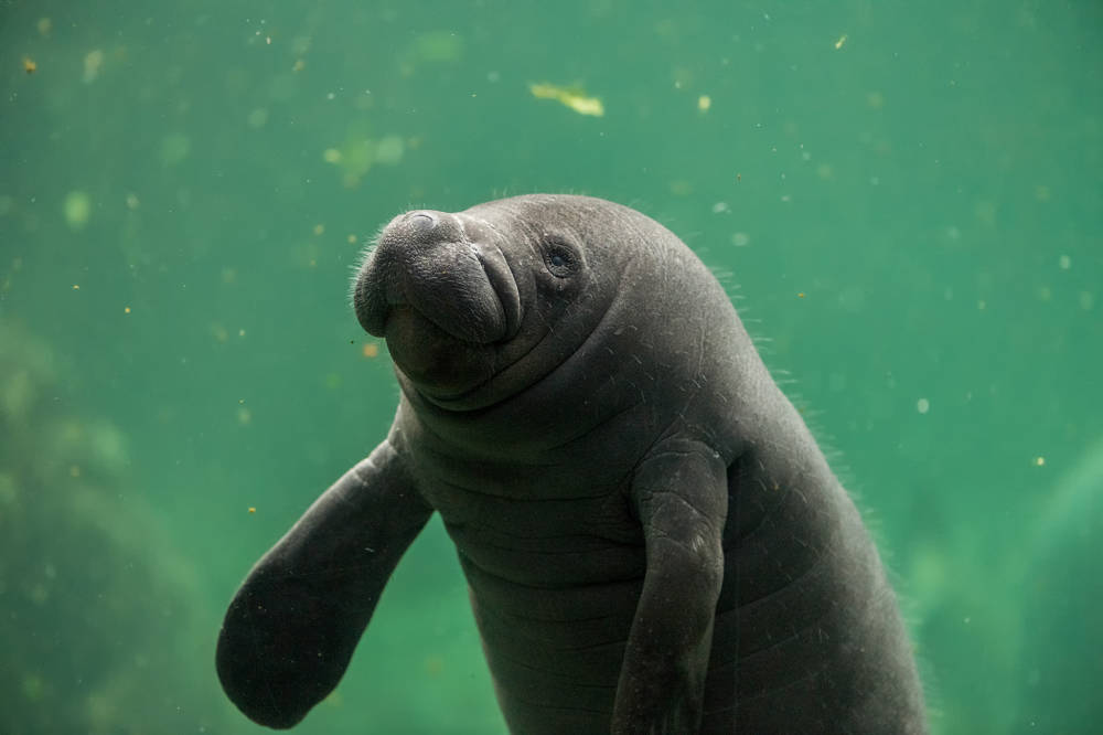 baby manatee