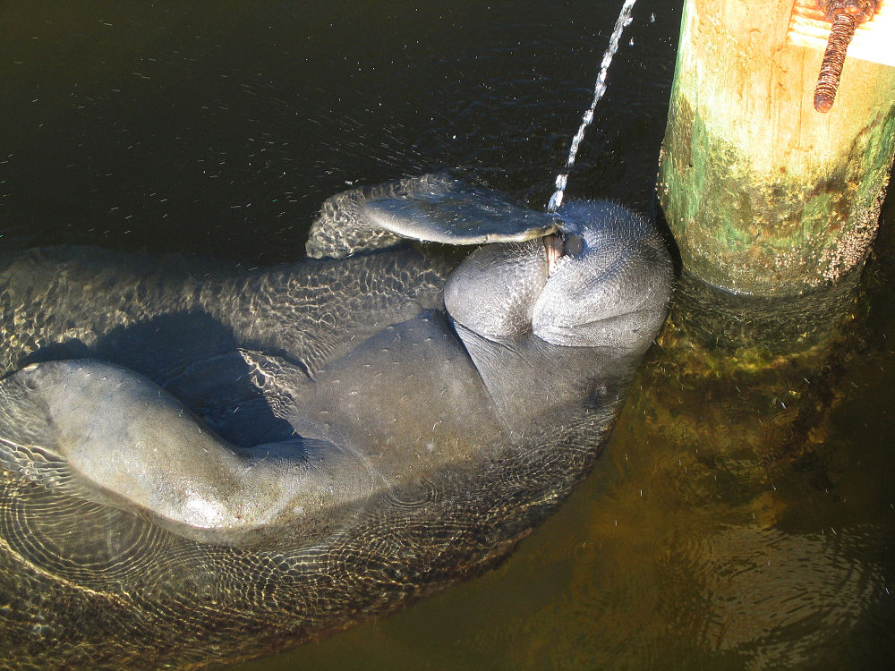 Antillean manatee playing in a fountain