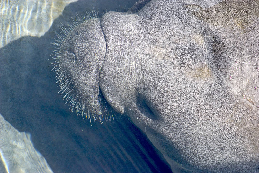 manatee whiskers