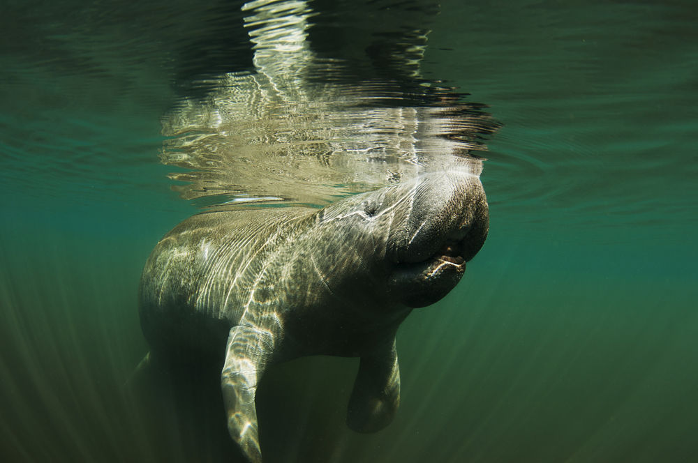 manatee taking a breath