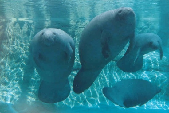 manatee trio