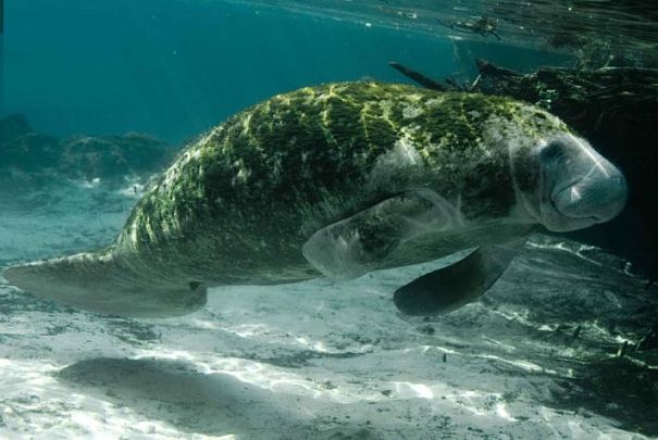 manatee