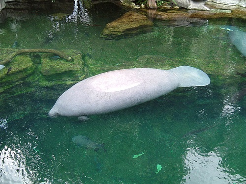 white manatee