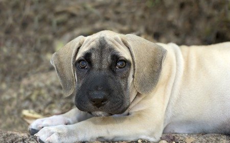 mastiff puppy