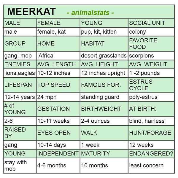 meerkat animal stats