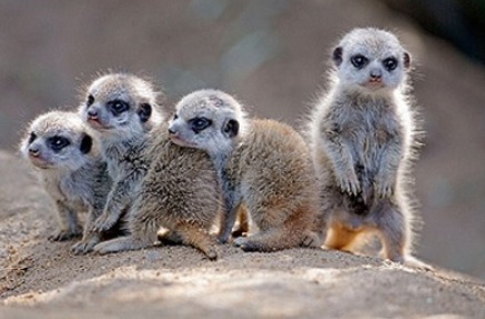 baby meerkat